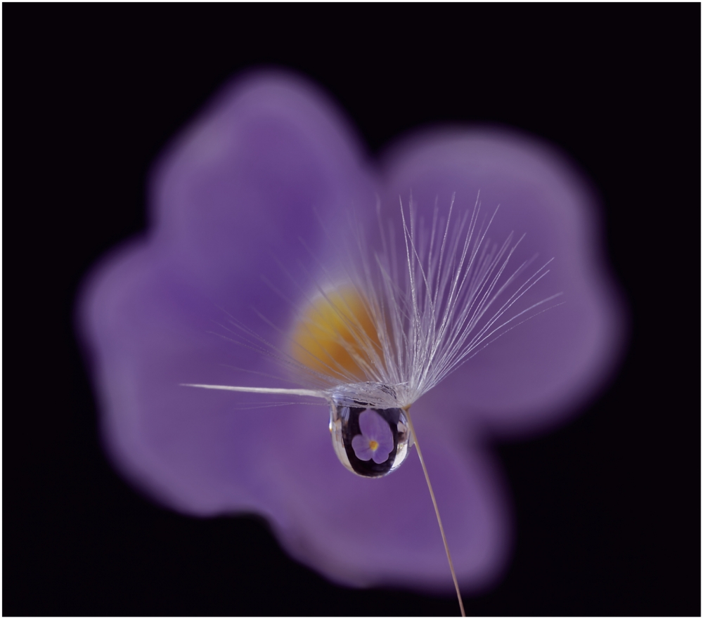 1st Blue flax in focus by Nick Knight